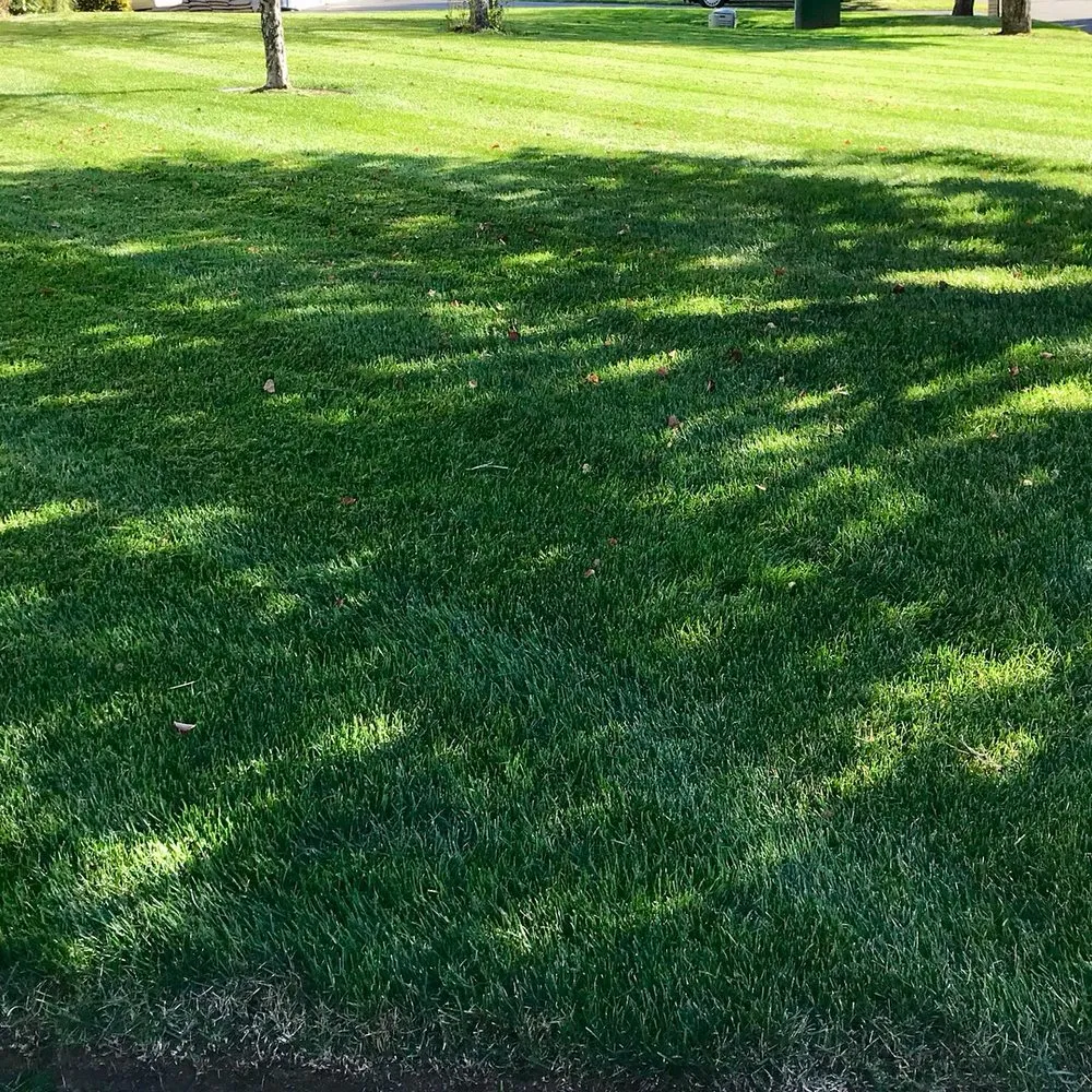 Expert yard maintenance in Meriden, CT by Brother Nature Tree & Landscape