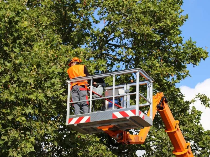 Custom landscape installation in Archdale, NC by Brother Tree Service