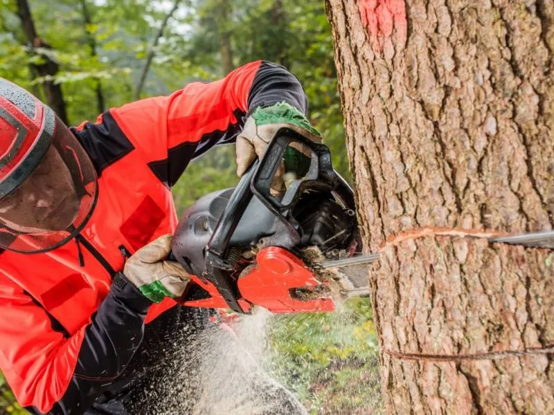 Professional yard maintenance for beautiful yards across Archdale, NC - Brother Tree Service