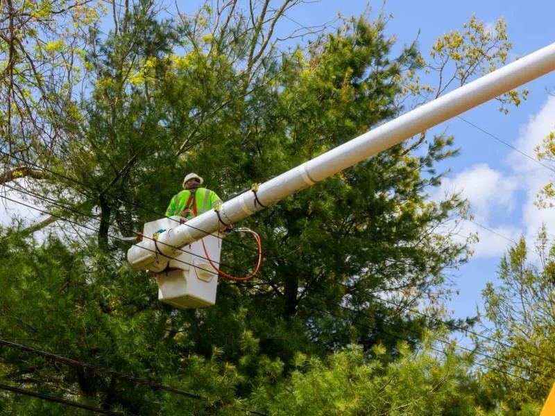 Reliable yard maintenance for year-round maintenance across Archdale, NC - Brother Tree Service