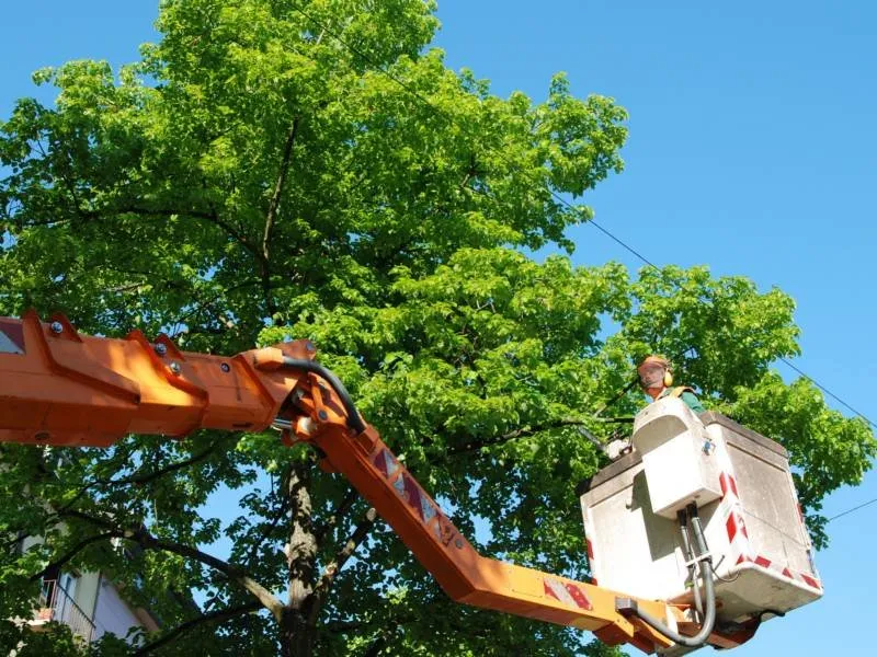 Professional landscape installation for beautiful yards across Archdale, NC - Brother Tree Service