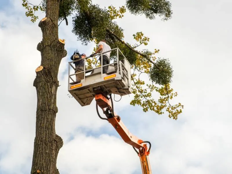 Reliable lawn mowing service for residential properties across Archdale, NC - Brother Tree Service