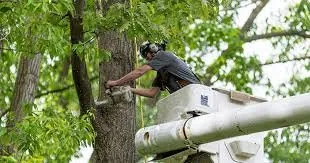 Affordable lawn care service experts serving Archdale, NC - Brother Tree Service