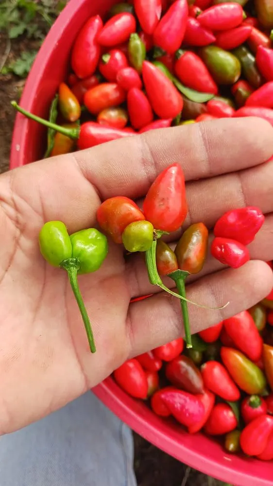 Top-rated yard cleanup service experts serving Houston, TX - Brother Y&C Landscaping Sprinklers Repair