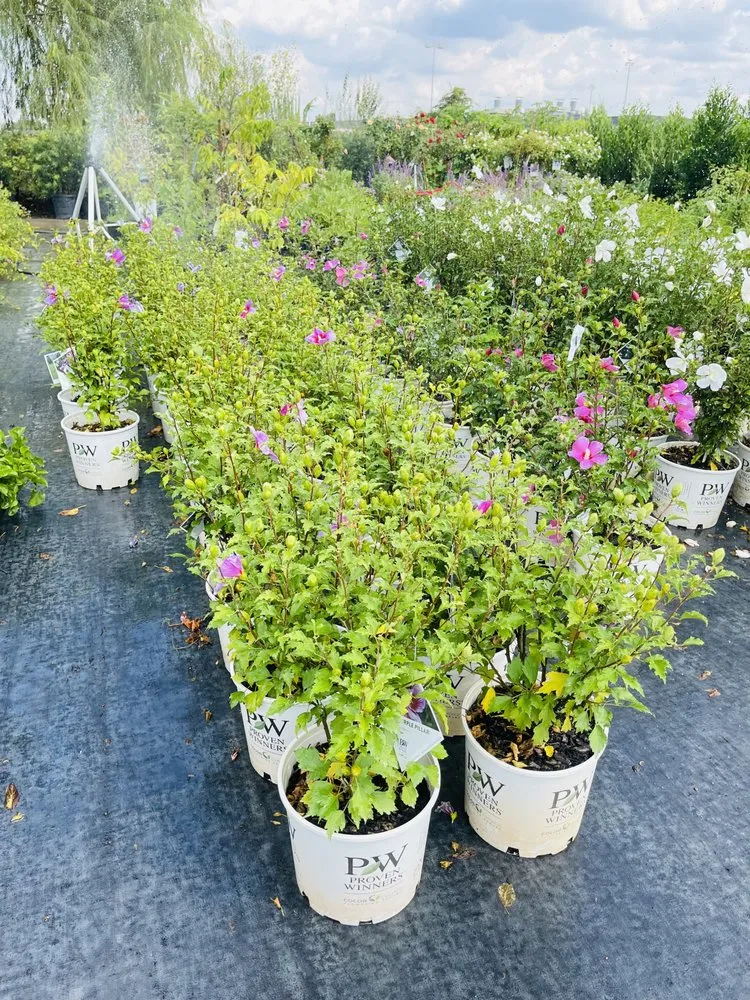 Trusted yard maintenance experts serving Houston, TX - Brother Y&C Landscaping Sprinklers Repair