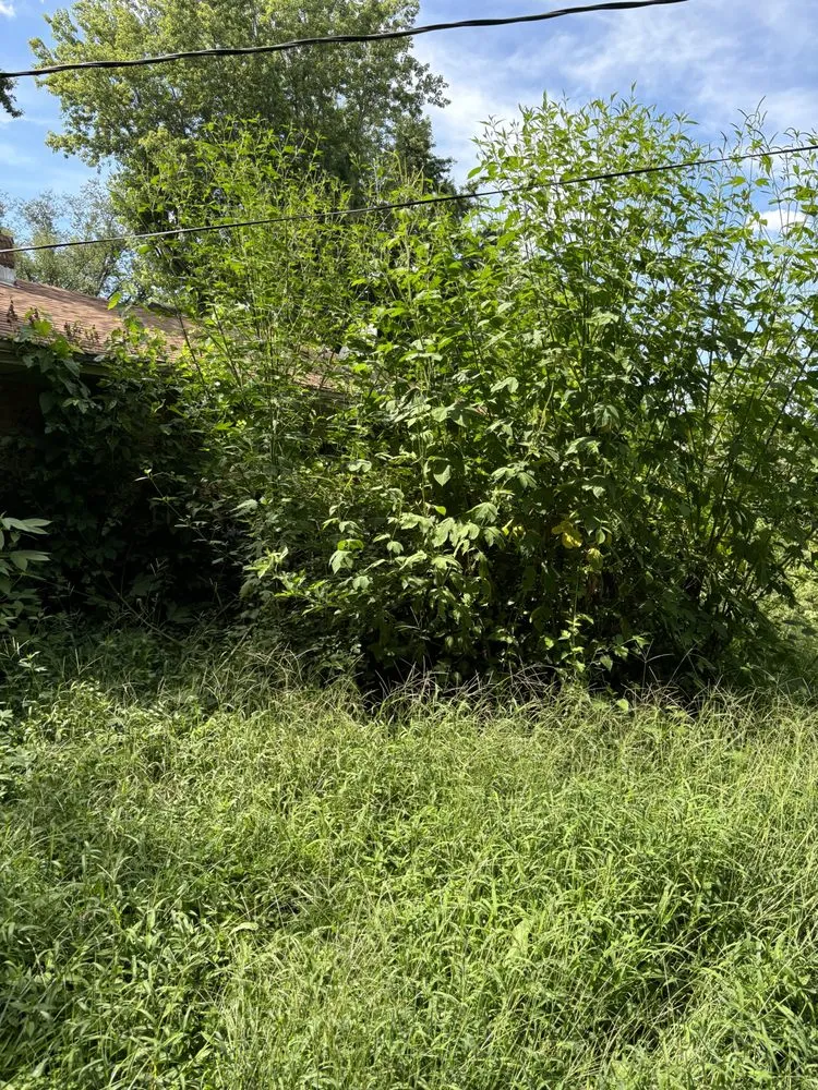 Expert yard cleanup service in Martinsville, IN by Brotherly Cleaning Services