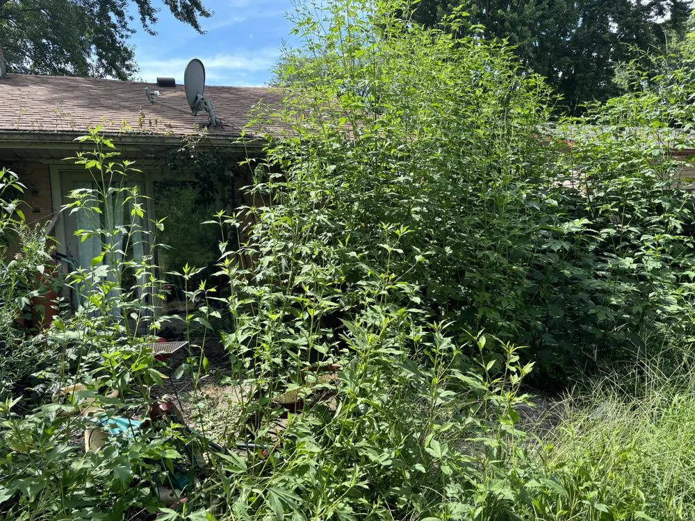 Affordable residential landscaping for year-round maintenance across Martinsville, IN - Brotherly Cleaning Services