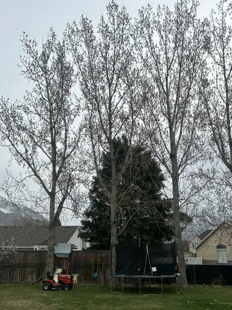 Affordable outdoor landscaping in Lehi, UT - Brotherly Tree