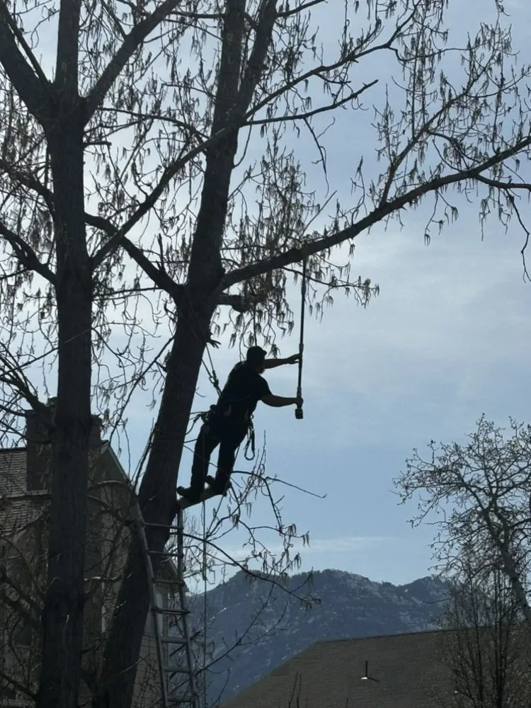 Top-rated landscape installation in Lehi, UT by Brotherly Tree