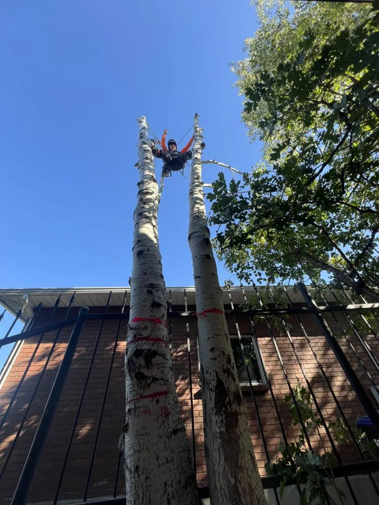 Local landscaping services in Lehi, UT - Brotherly Tree