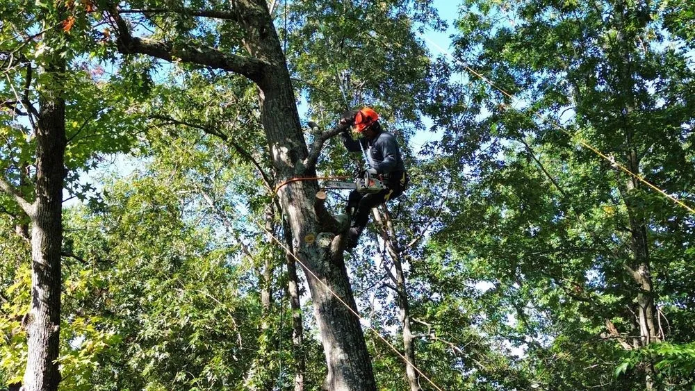 Affordable lawn care service in Fredericksburg, VA by Brothers and Sons Hardscaping