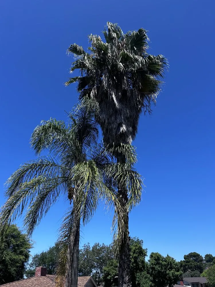 Expert residential landscaping near you across Valley Center, CA - Brothers Carrillo landscape