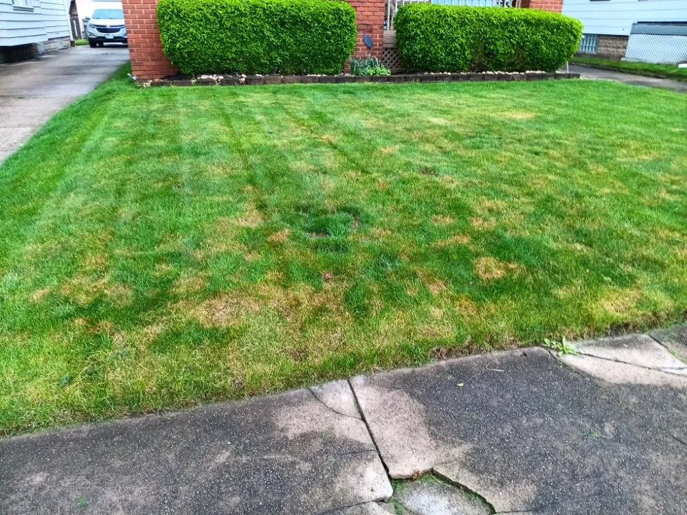 Professional yard cleanup service in Youngstown, OH - Brothers for life landscaping