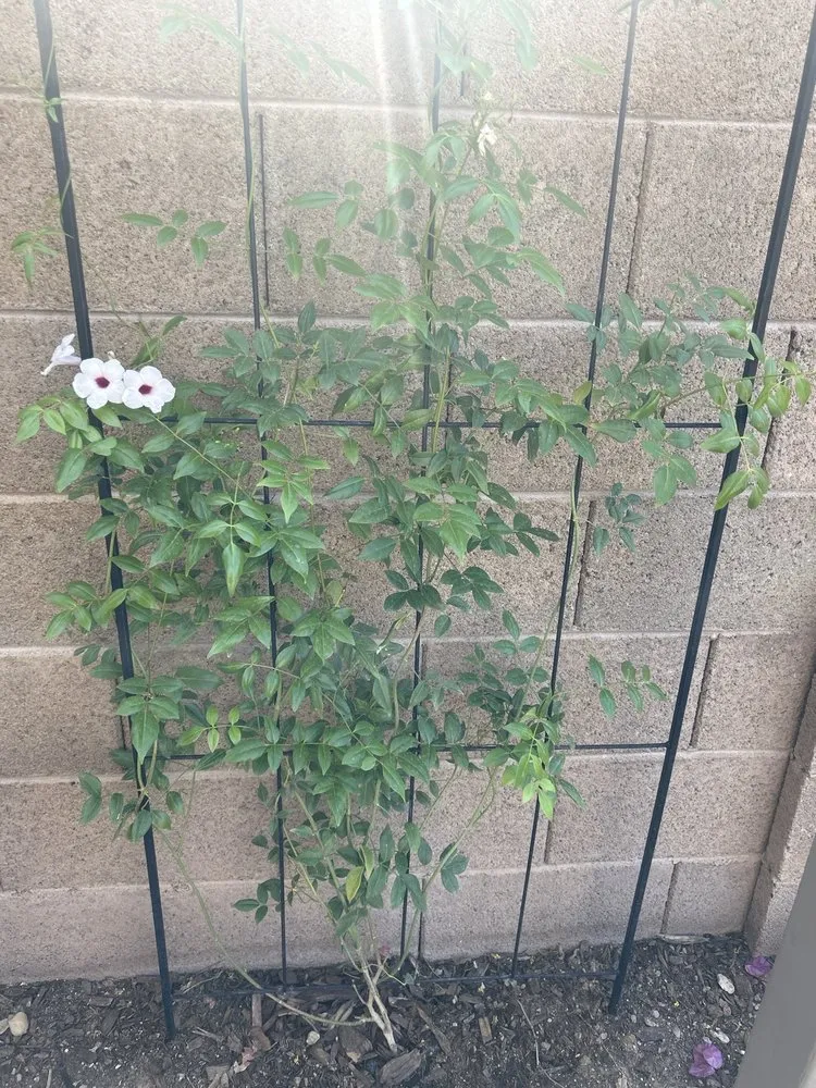 Top-rated lawn care service with custom design in Mesa, AZ by Brothers Gonzalez Landscaping