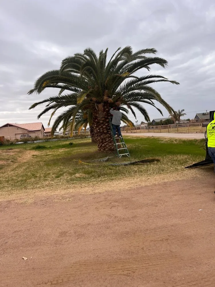 Professional landscape design in Mesa, AZ by Brothers Gonzalez Landscaping