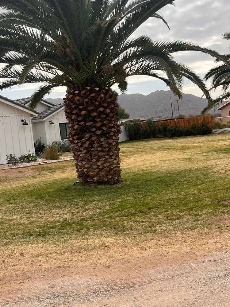 Professional yard cleanup service with custom design in Mesa, AZ by Brothers Gonzalez Landscaping