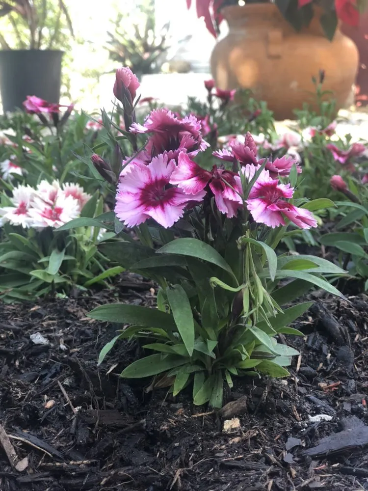 Professional landscape installation with custom design in Fort Lauderdale, FL by Brothers Greenscape