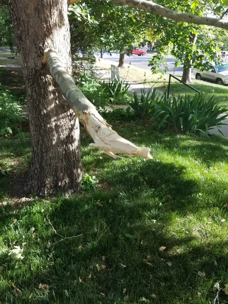 Reliable yard cleanup service in Taylorsville, UT - Brothers Home and Lawn