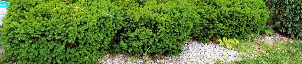 Reliable landscape installation for year-round maintenance across Yorktown, VA - Brother's Keepers