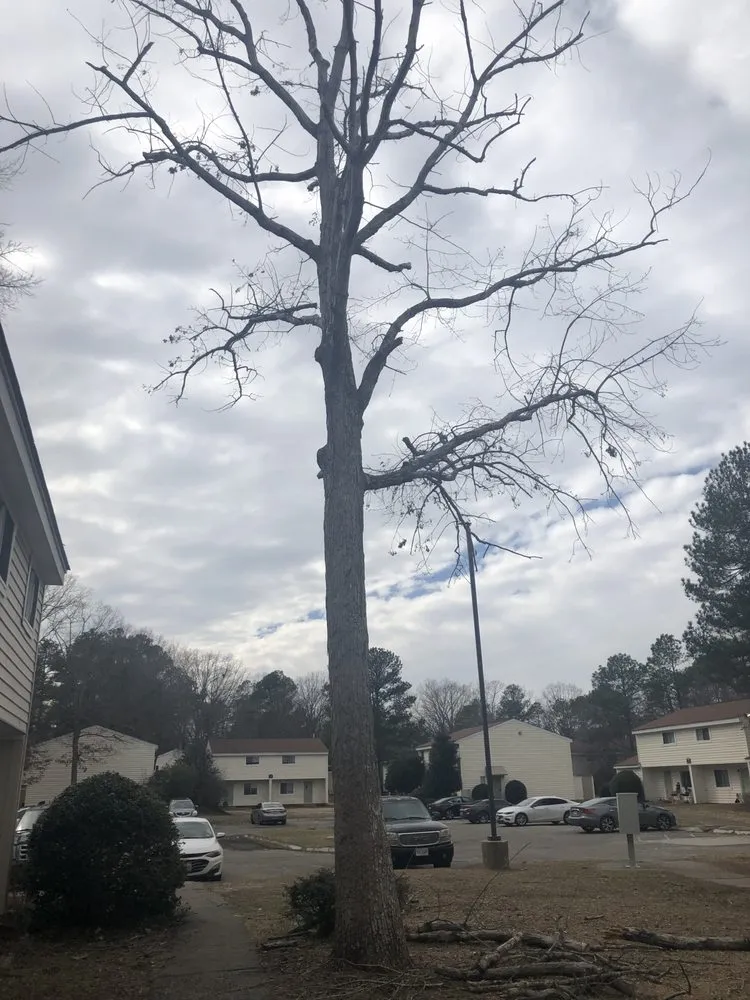 Local yard maintenance for residential properties across Tuckahoe, VA - Brothers landscape and tree service