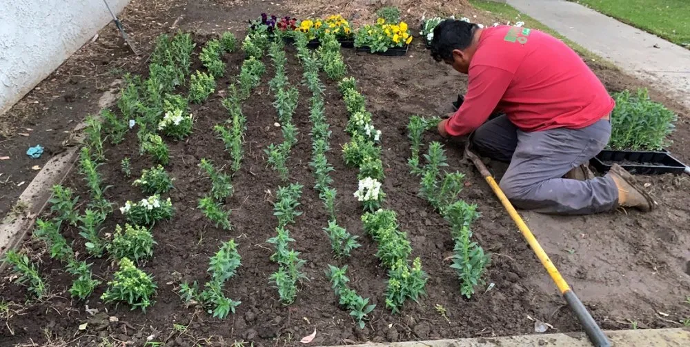 Expert residential landscaping experts serving Anaheim, CA - Brothers Landscape Services