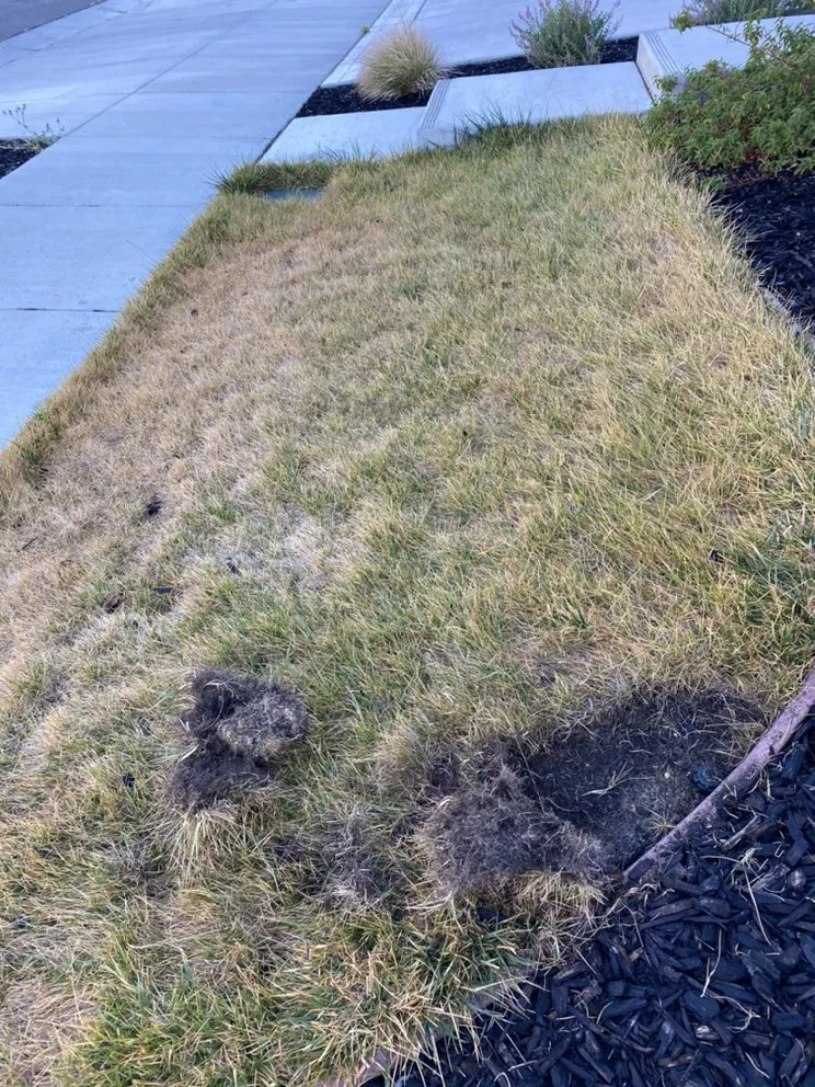 Reliable garden landscaping experts serving Fairfield, CA - Brothers landscaping