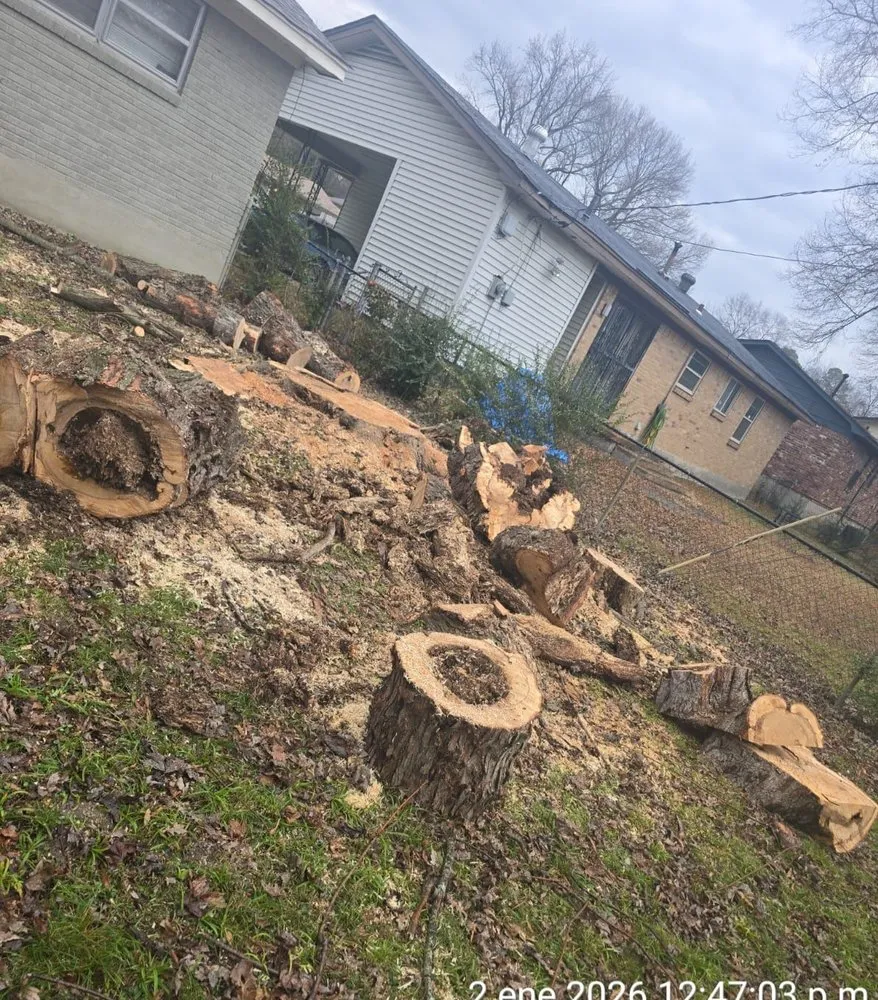 Expert yard maintenance experts serving Los Angeles, CA - Brothers Landscaping