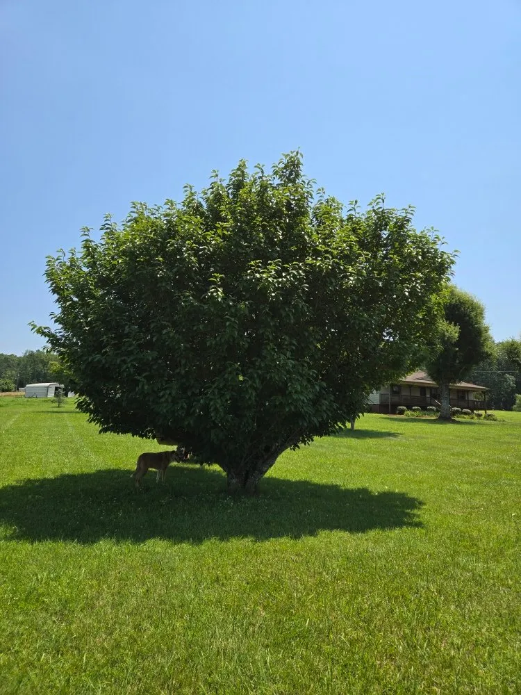 Reliable residential landscaping experts serving Maiden, NC - Brothers Landscaping