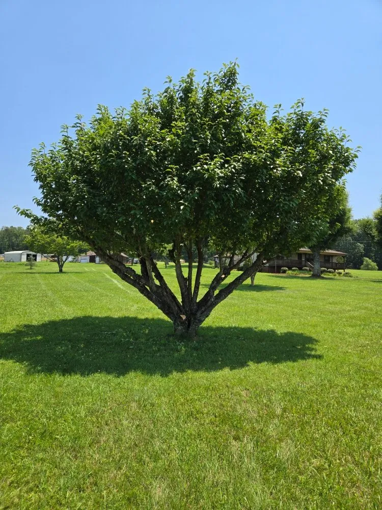 Top-rated landscaping services for homes across Maiden, NC - Brothers Landscaping