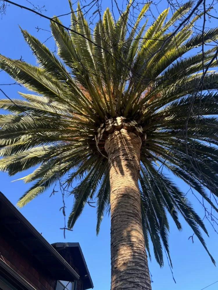 Reliable lawn care service experts serving Oakland, CA - Brothers Landscaping