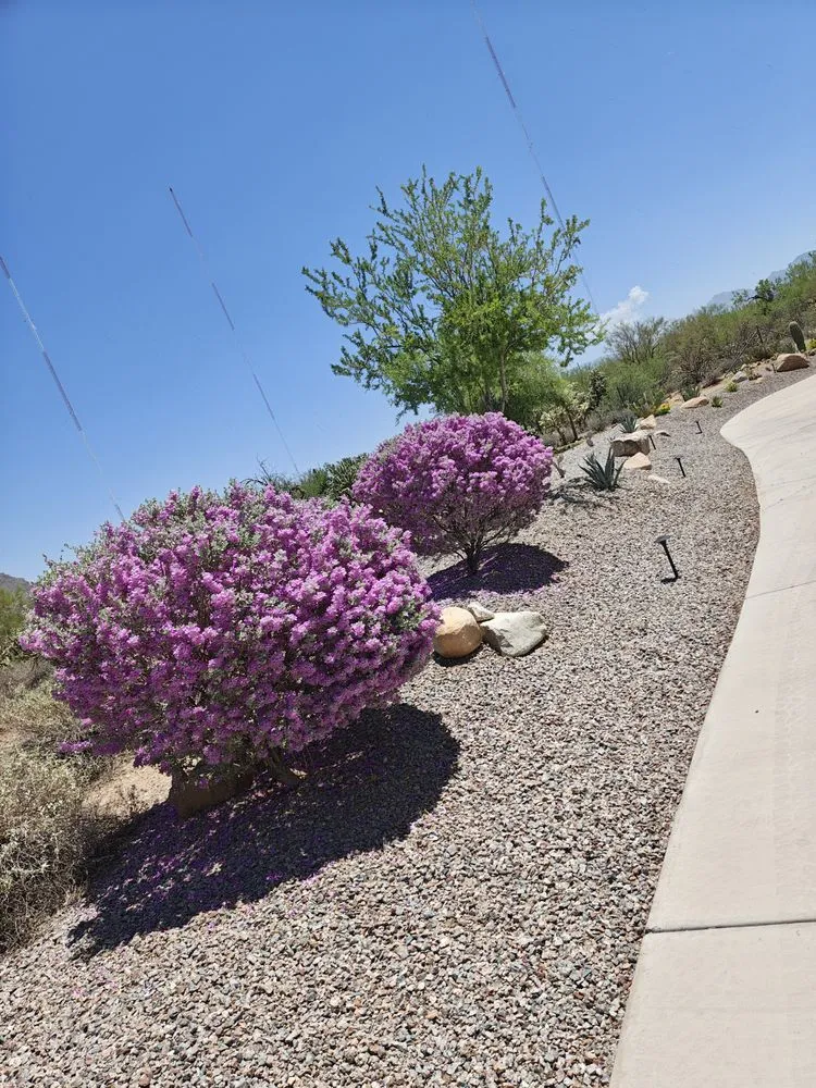 Top-rated landscape design for homes in Tucson, AZ by Brothers Landscaping