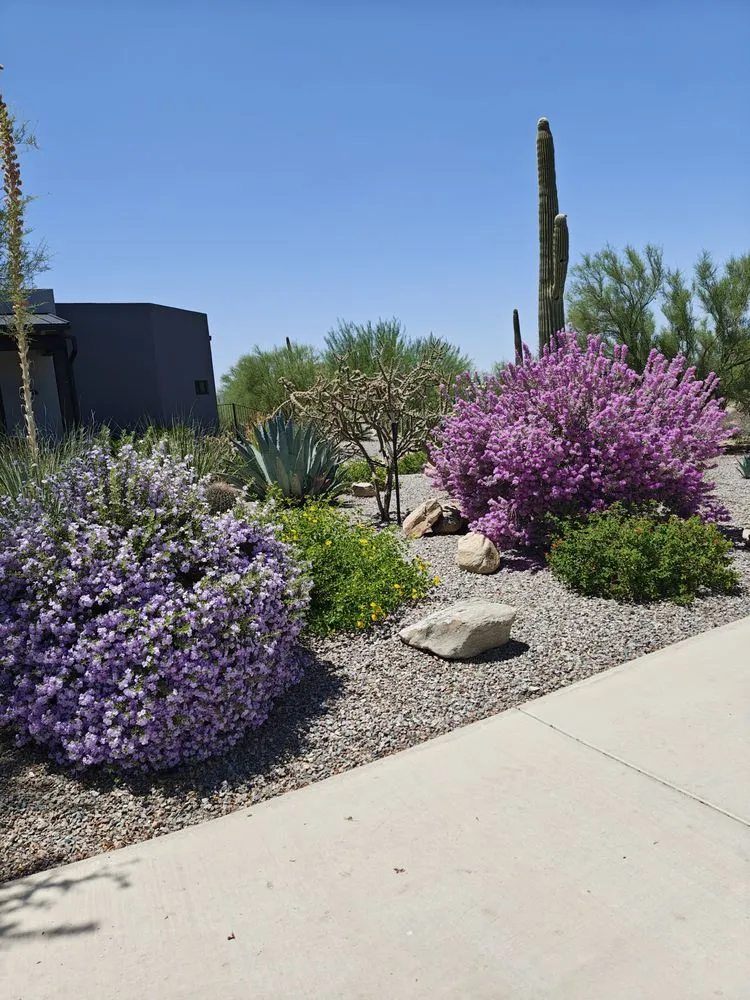 Local yard cleanup service experts serving Tucson, AZ - Brothers Landscaping