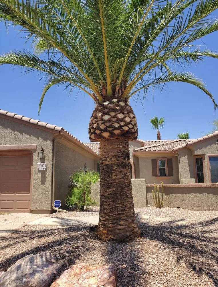 Expert landscape design for residential properties in El Mirage, AZ by Brothers Lanscape