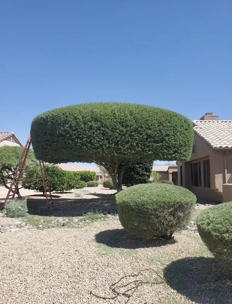 Professional outdoor landscaping for beautiful yards across El Mirage, AZ - Brothers Lanscape