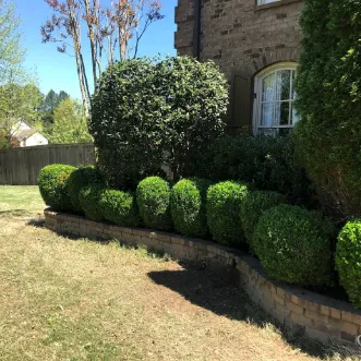 Expert yard maintenance in Collierville, TN by Brothers Lawn & Landscape