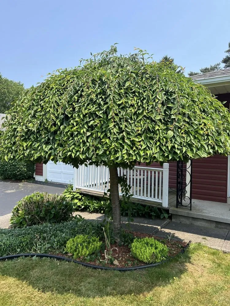 Local residential landscaping for year-round maintenance in Rochester, NY by Brothers Lawn Care & Landscaping.