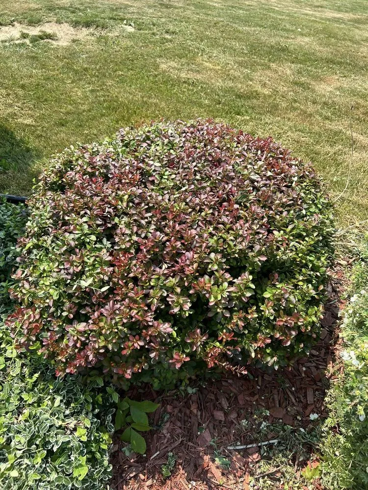 Reliable landscape design with custom design in Rochester, NY by Brother's Lawn Care & Landscaping