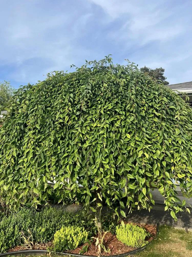 Custom lawn care service experts serving Rochester, NY - Brothers Lawn Care & Landscaping.