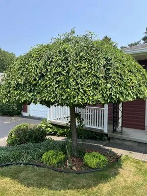 Brothers Lawn Care & Landscaping. Logo