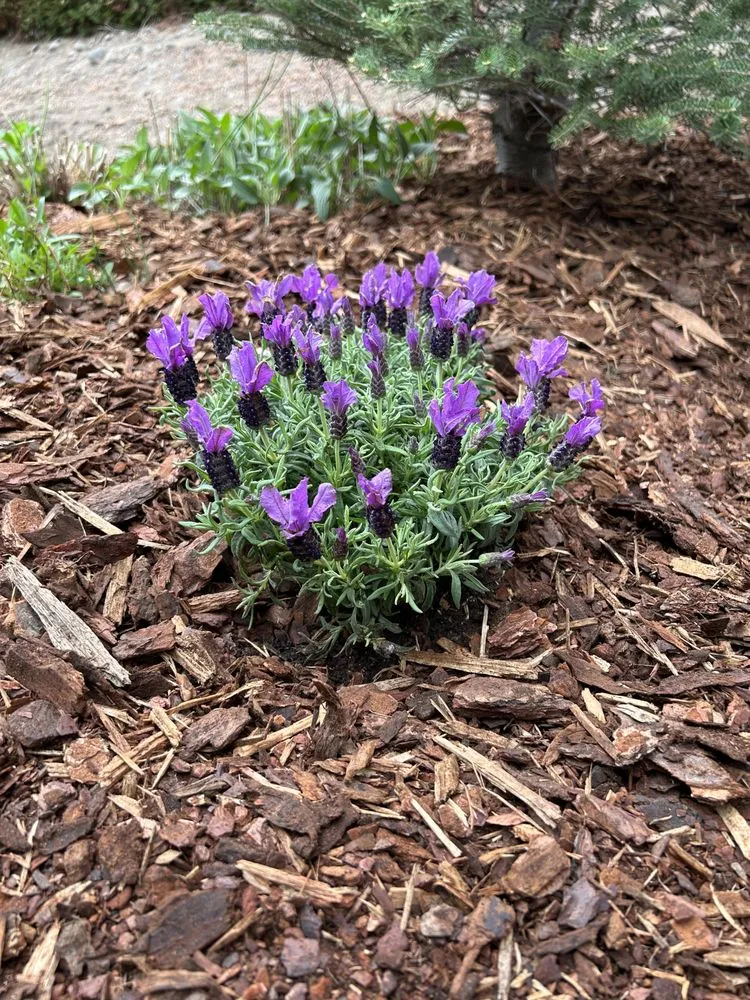 Custom garden landscaping for year-round maintenance across Kennewick, WA - Brothers Lawn care