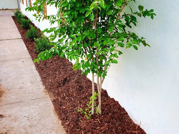 Professional outdoor landscaping experts serving Waco, TX - Brothers Lawn Care