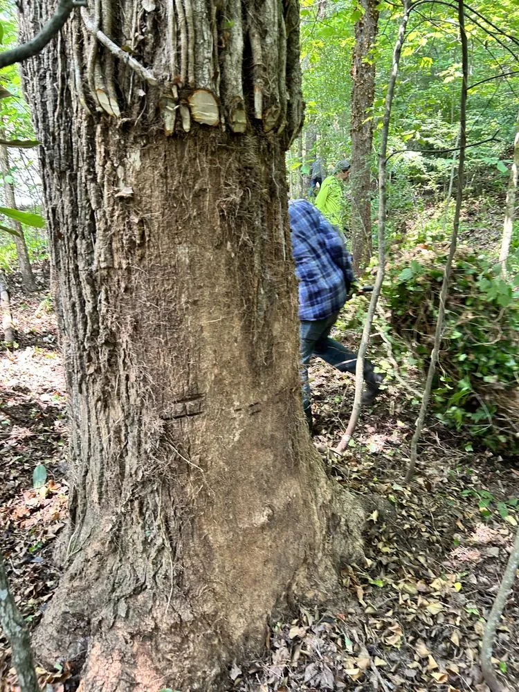 Expert outdoor landscaping near you across Asheville, NC - Brothers Multiservice