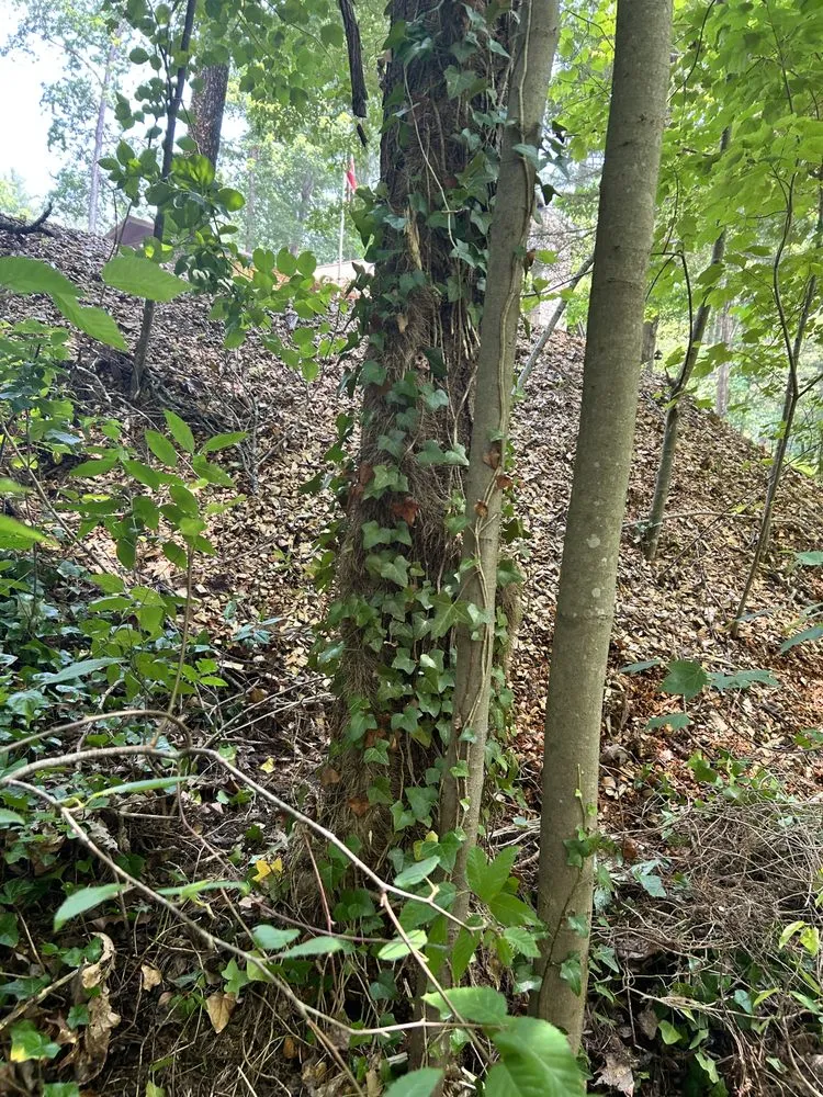 Trusted lawn mowing service in Asheville, NC by Brothers Multiservice