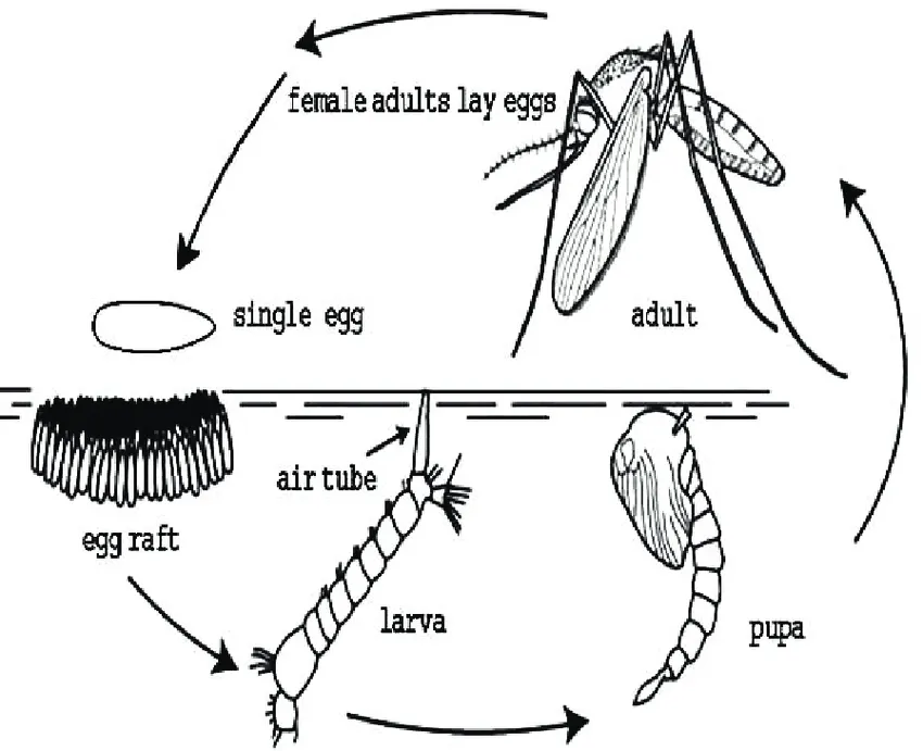 Reliable garden landscaping in Jordan, MN by Brothers Pest Management