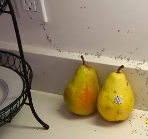 Reliable lawn care service for homes across Jordan, MN - Brothers Pest Management