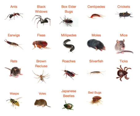 Expert garden landscaping for beautiful yards in Jordan, MN by Brothers Pest Management