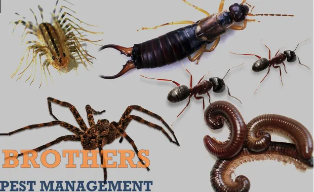 Custom residential landscaping for year-round maintenance across Jordan, MN - Brothers Pest Management