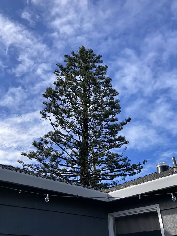 Local landscape design in Redwood City, CA - Brothers Services Tree Care