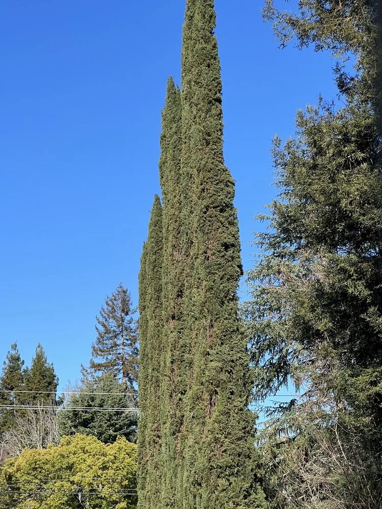 Trusted outdoor landscaping with custom design in Redwood City, CA by Brothers Services Tree Care