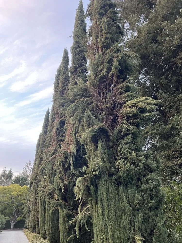 Affordable landscape design in Redwood City, CA by Brothers Services Tree Care